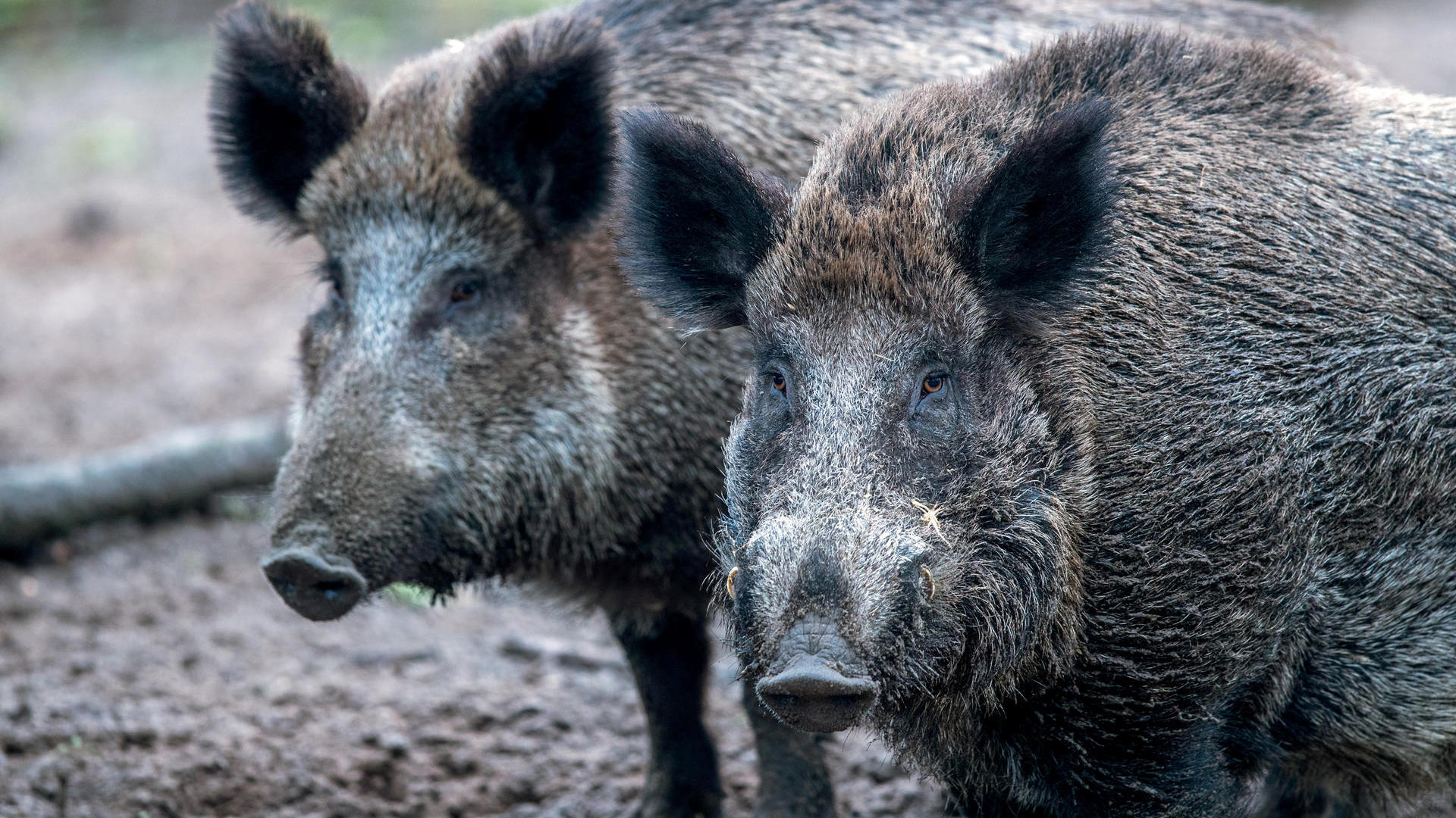 wildschweine stehen in einem wildgatter nur 60 kilometer entfernt von der deutschen grenze sind in belgien faelle von afrikanischer schweinepest festgestellt worden